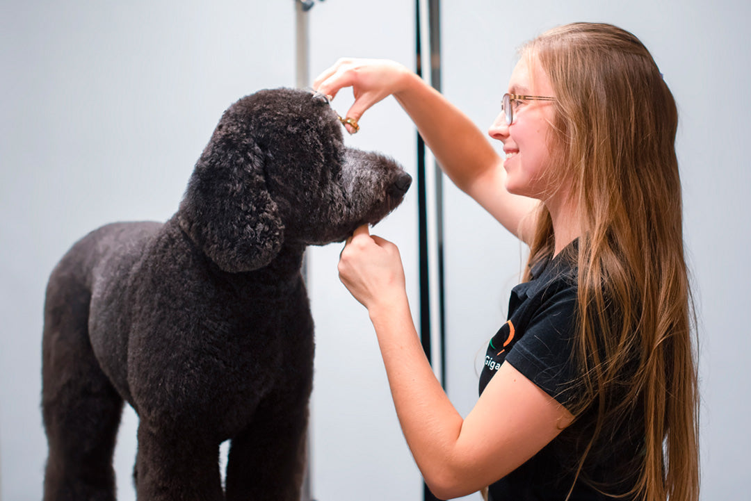 ANSIKTSKLIPP INKL. KLOKLIPPNING | Endast 299 kr! - Zoogiganten