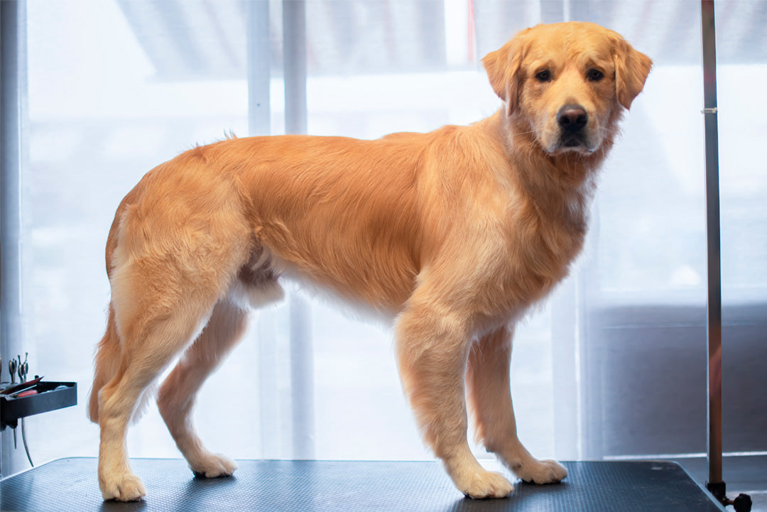 BAD & PÄLSUTREDNING | Endast 979 kr! - Zoogiganten