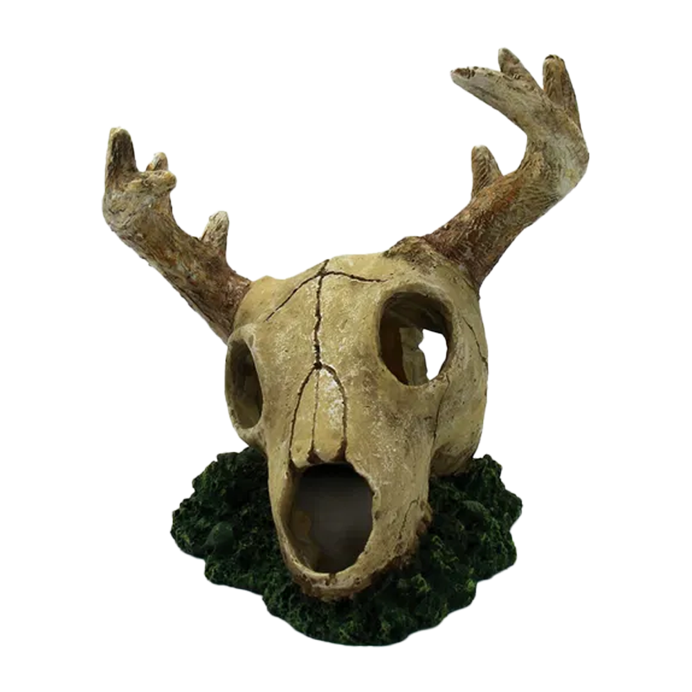 Hjortskalle – 14 x 15 x 15,8 cm