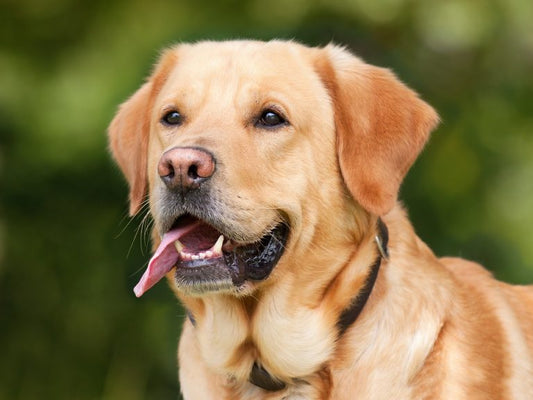10 anledningar att sluta bestraffa hunden