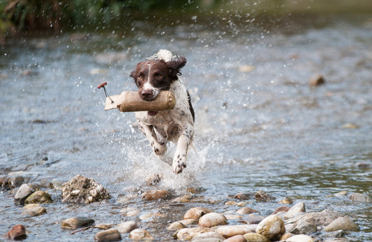 Hundens ursprung
