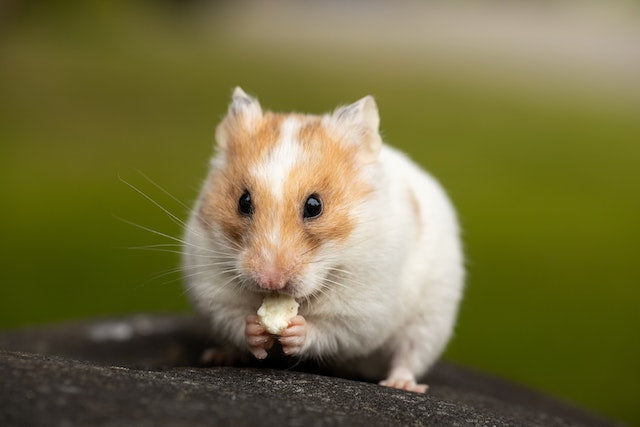Skötselråd Guldhamster