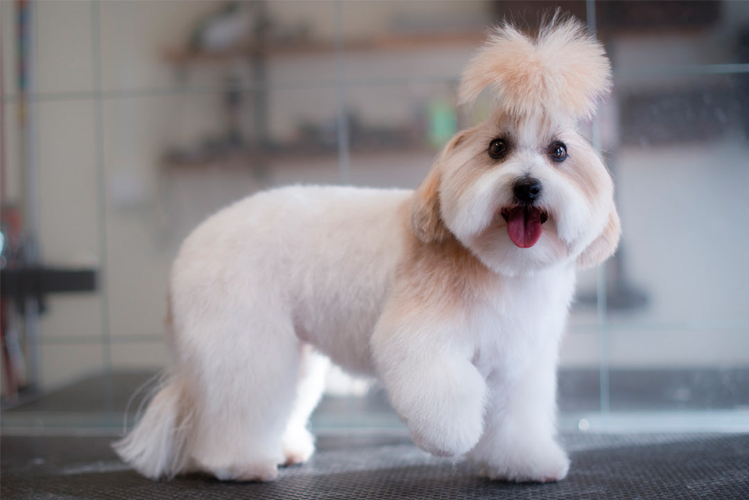 Salong - Långhåriga hundraser