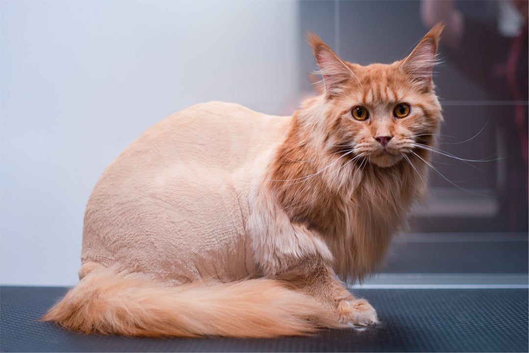 Katt - Redskap & tillbehör