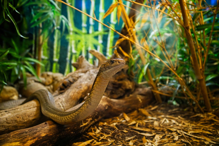 Reptil - Terrarieinredning