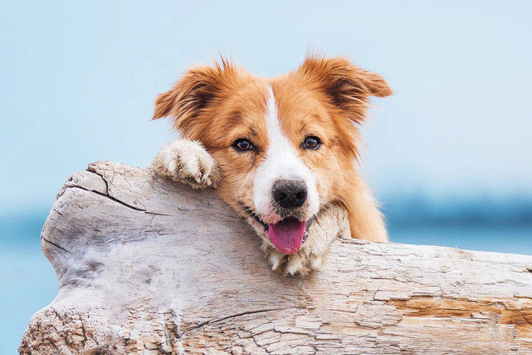 Hund - Inredning & Aktivering
