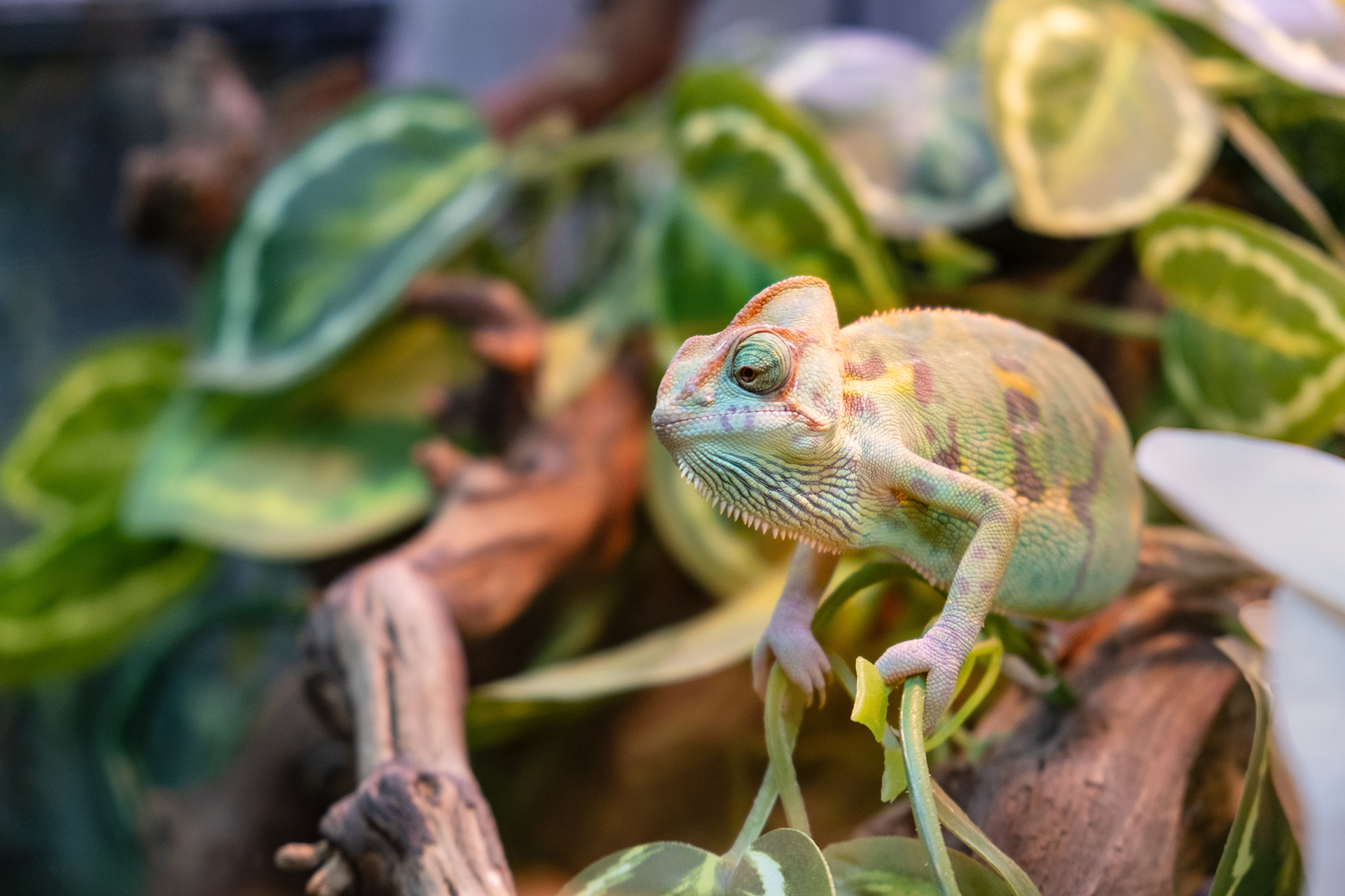 Reptil - Hälsa & Tillskott