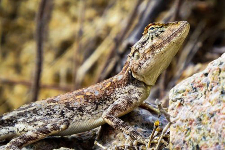 Reptil - Foder