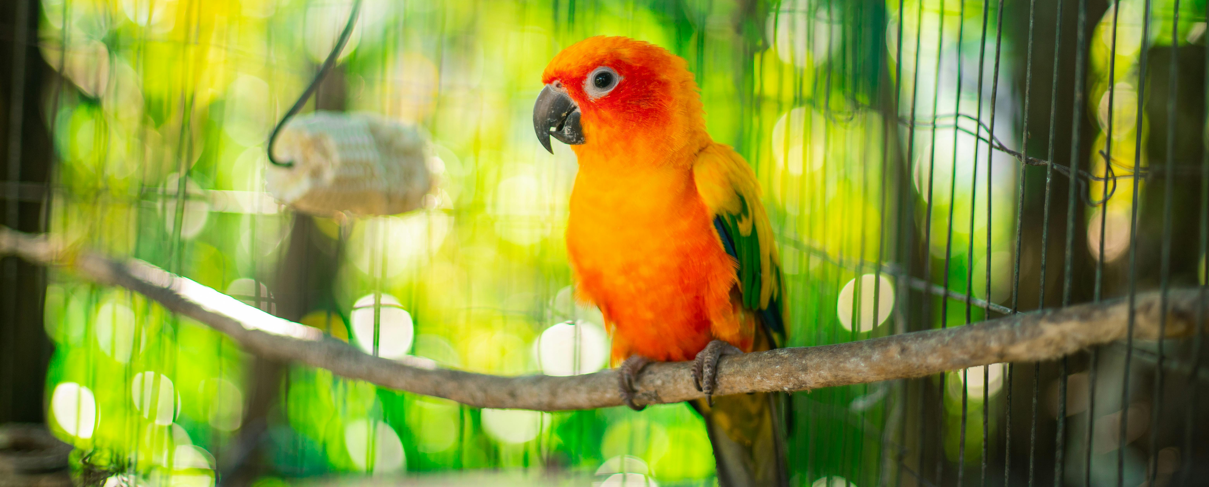 Fågel - Vildfågelfrön & Talgbollar