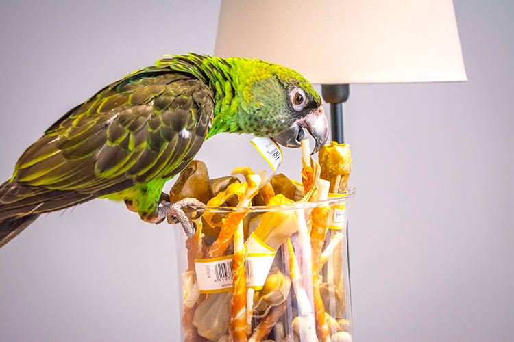 Hotell - Fågelholken