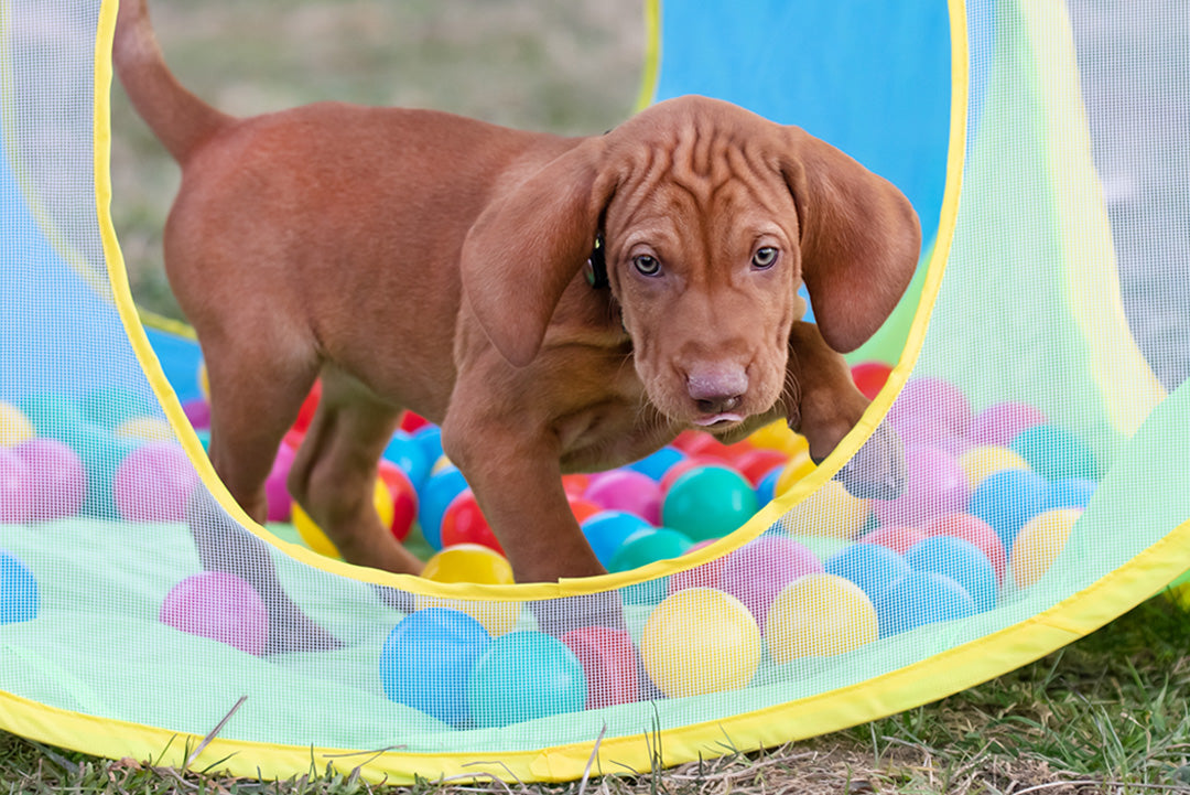 FÖRELÄSNING - BERIKNING & AKTIVERING | Endast 375 kr! - Zoogiganten