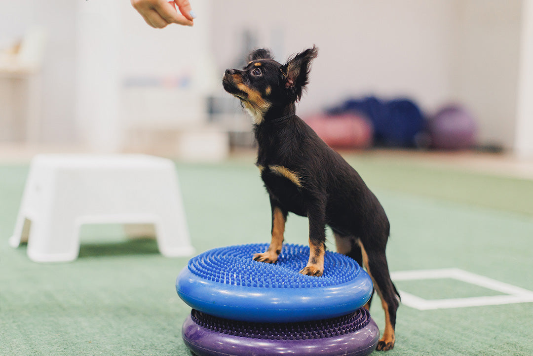 BALANSBOLL GRUNDKURS | Endast 1500 kr! - Zoogiganten