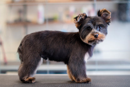 BAMSEKLIPPNING | Endast 1259 kr! - Zoogiganten