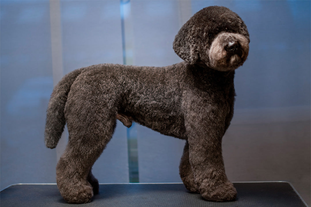 BAMSEKLIPPNING | Endast 1259 kr! - Zoogiganten