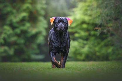 HUND - FÄRGNING | Endast 199 kr! - Zoogiganten