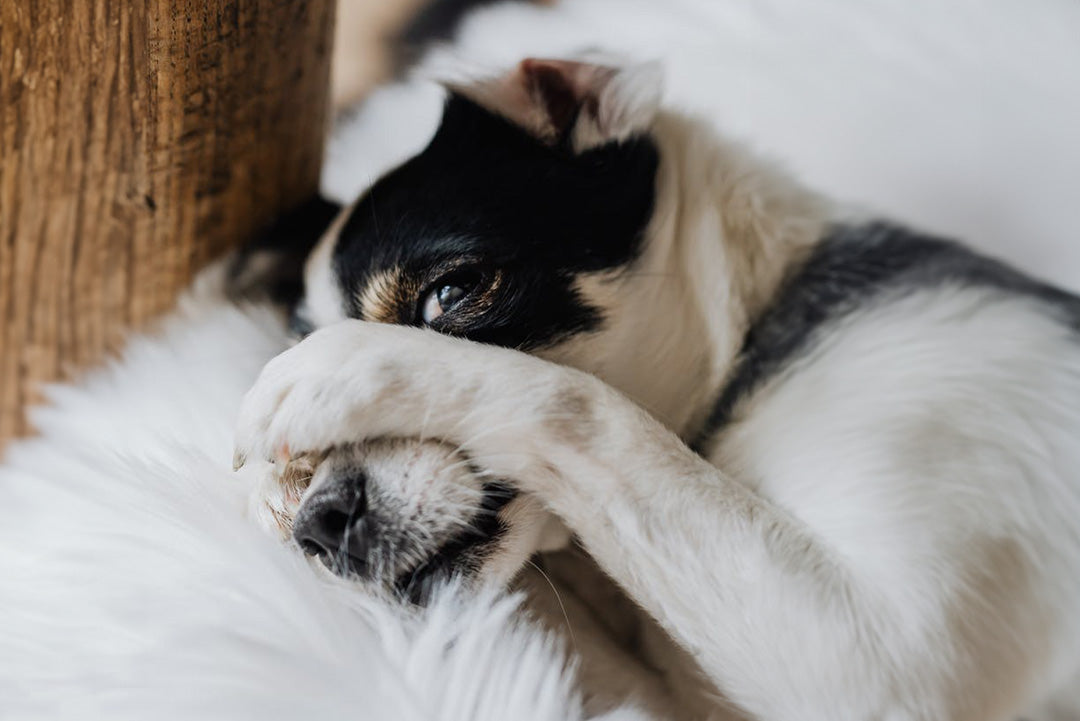 EN STÖRIG KURS | Endast 450 kr! - Zoogiganten