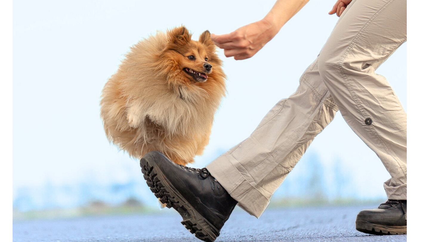 ROLIGA TRICK | Endast 925 kr! - Zoogiganten