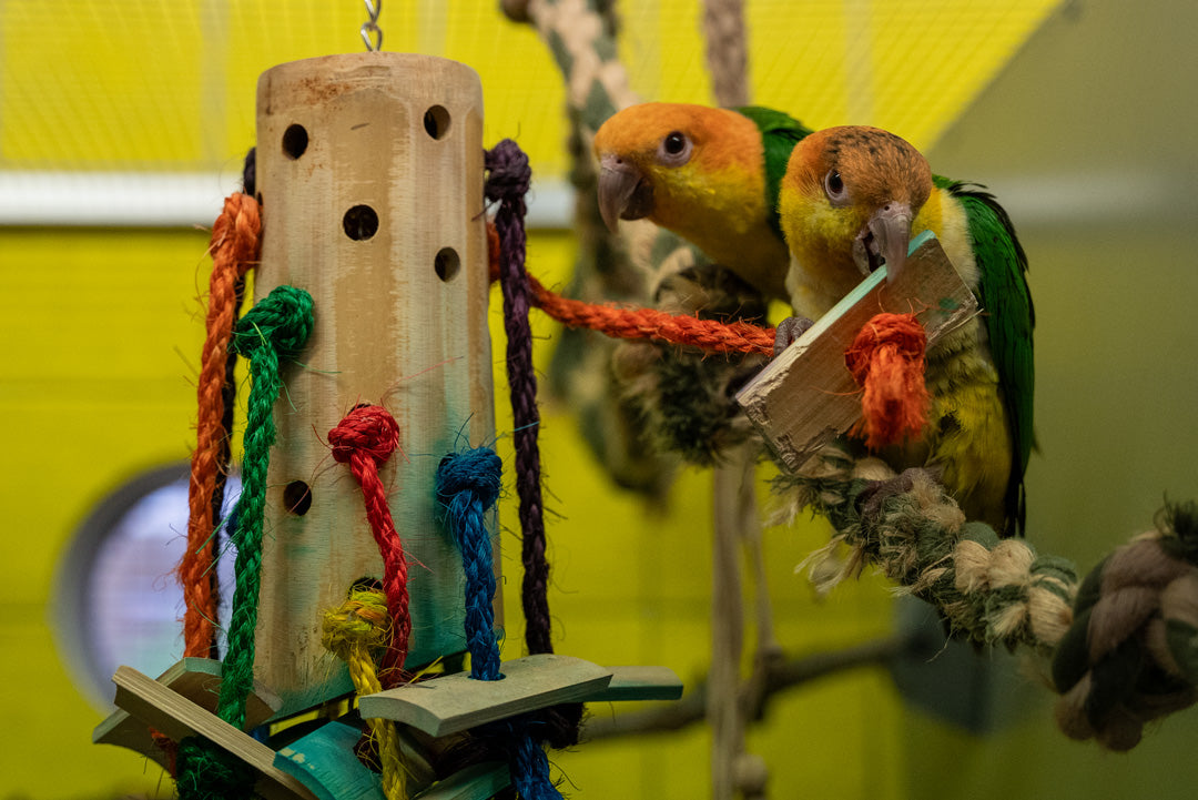 HOTELL - VOLJÄR FÅGLAR /DYGN | Endast 229 kr! - Zoogiganten