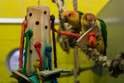 HOTELL - VOLJÄR FÅGLAR /DYGN | Endast 229 kr! - Zoogiganten