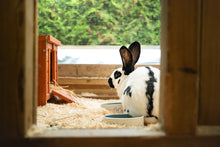 HOTELL - UTEHAGE FÖR KANIN & MARSVIN / DYGN