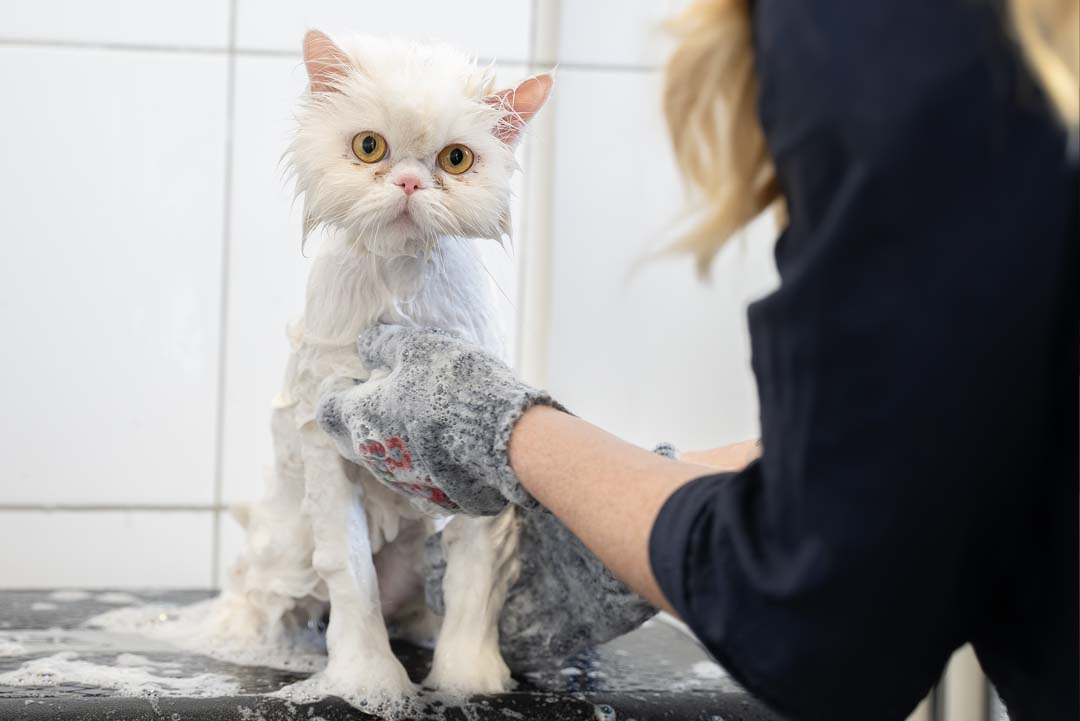 PÄLSUTREDNING & BAD FÖR KATT | Endast 999 kr! - Zoogiganten