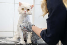 PÄLSUTREDNING & BAD FÖR KATT | Endast 999 kr! - Zoogiganten