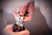 KATT - KLOKLIPPNING | Endast 159 kr! - Zoogiganten