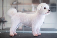 KORTKLIPPNING | Endast 999 kr! - Zoogiganten