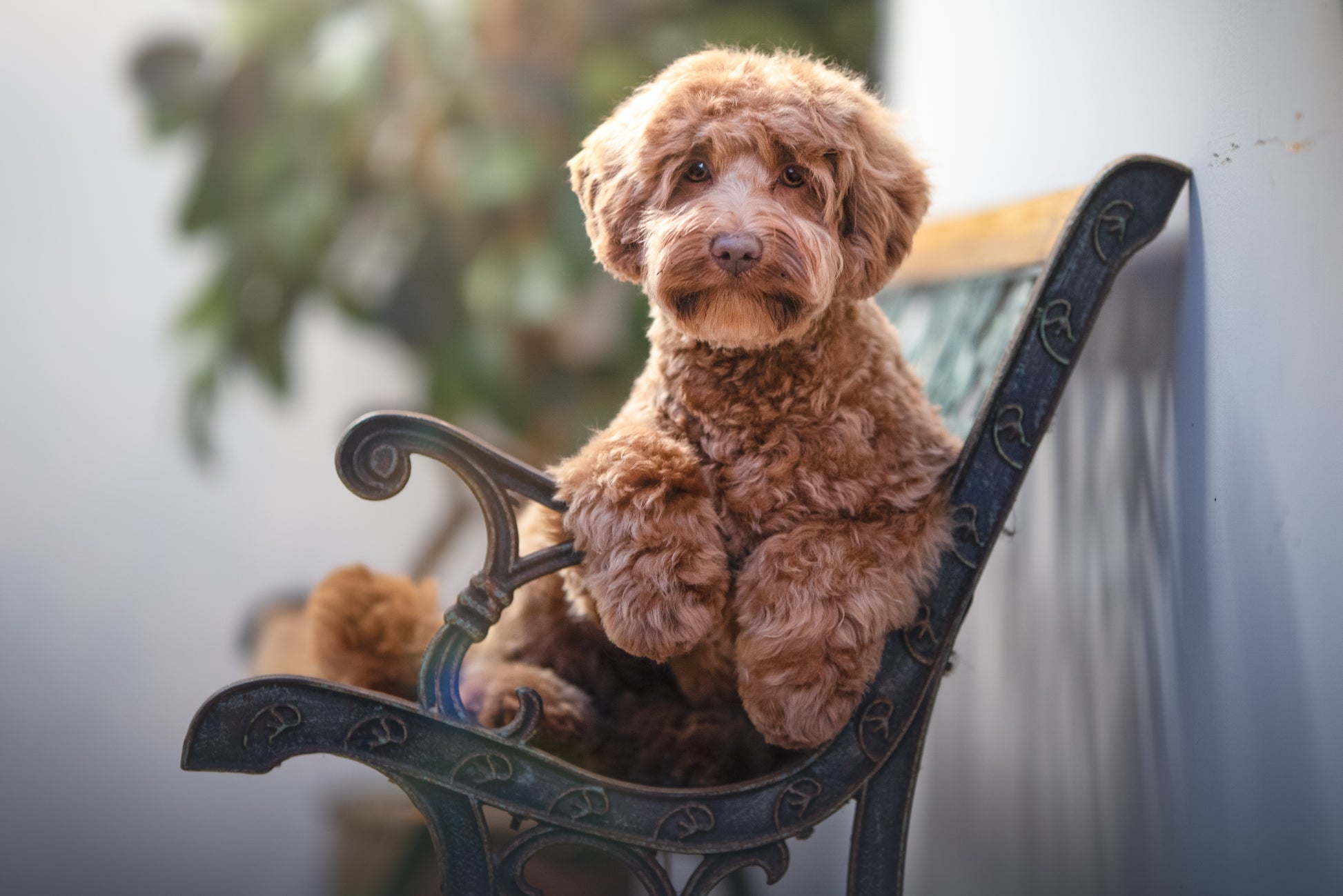 HUNDTRIM - DOODLEKLIPPNING | Endast 1259 kr! - Zoogiganten