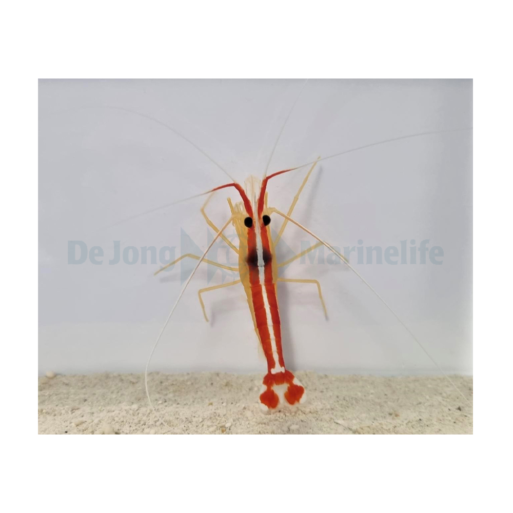 Lysmata amboinensis – Putzergarnele