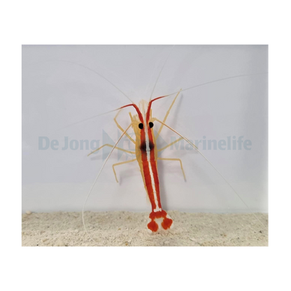 Lysmata amboinensis – Putzergarnele