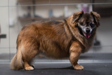 BAD & PÄLSUTREDNING | Endast 979 kr! - Zoogiganten