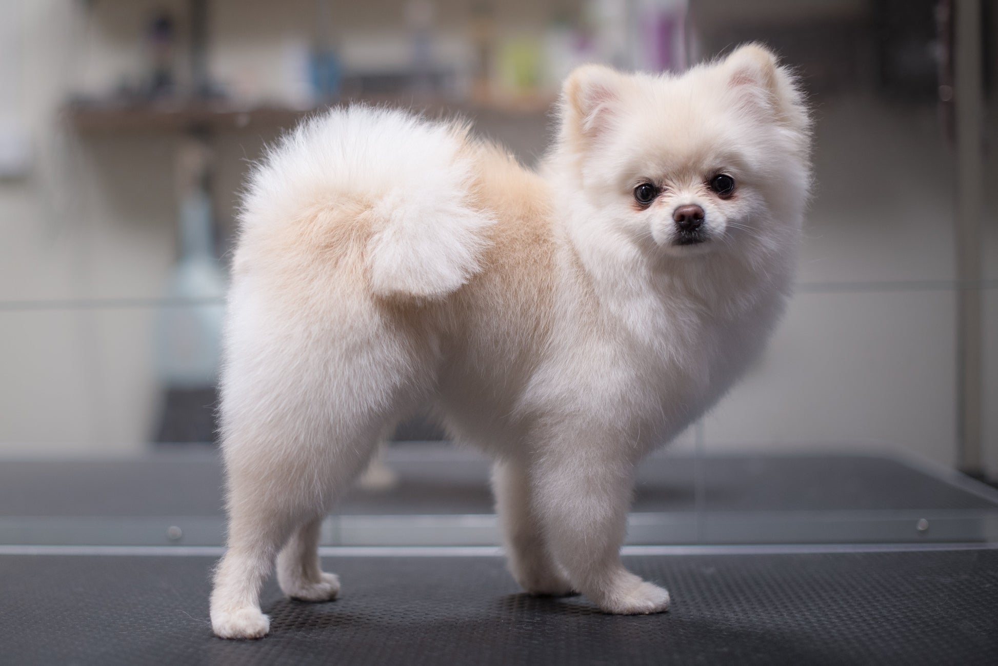 BAD & PÄLSUTREDNING | Endast 979 kr! - Zoogiganten