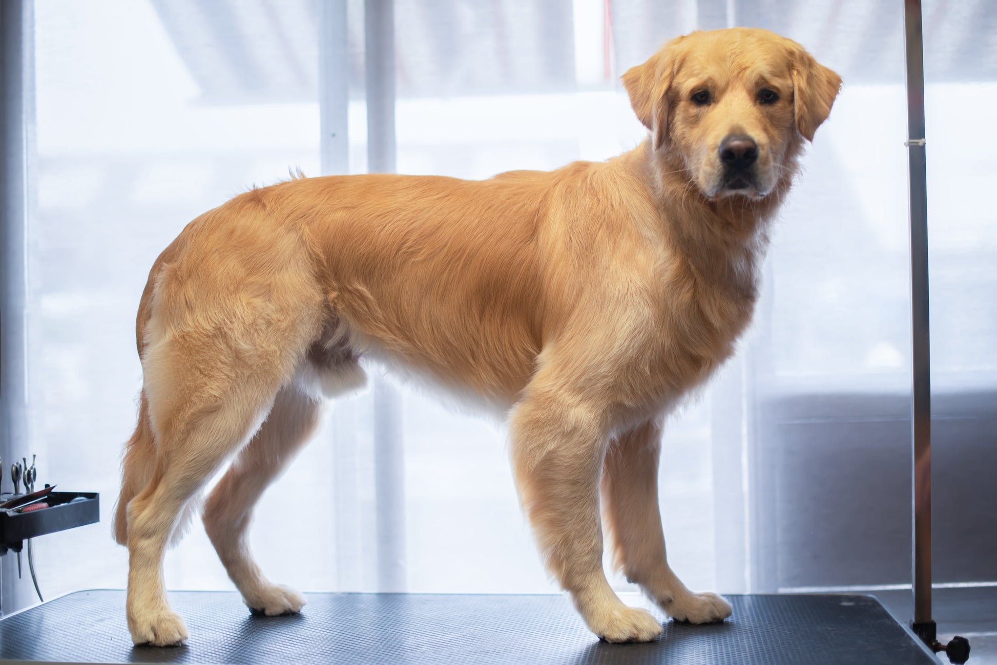 BAD & PÄLSUTREDNING | Endast 979 kr! - Zoogiganten