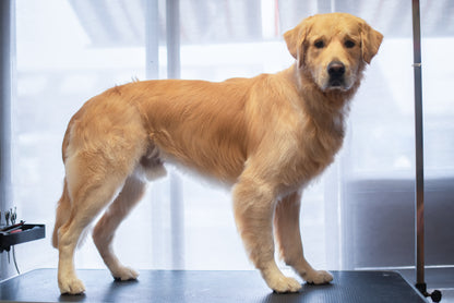 BAD & PÄLSUTREDNING | Endast 979 kr! - Zoogiganten