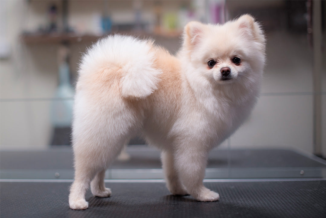 BAD & PÄLSUTREDNING | Endast 979 kr! - Zoogiganten