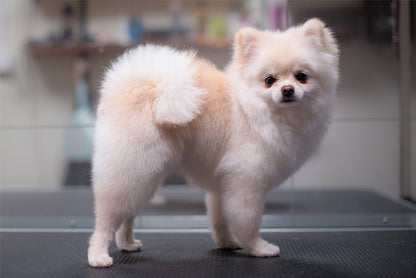 BAD & PÄLSUTREDNING | Endast 979 kr! - Zoogiganten