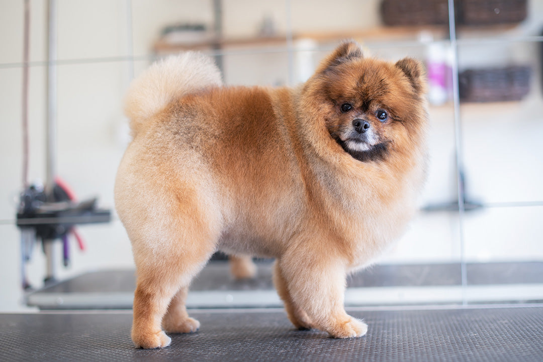 BAD & PÄLSUTREDNING | Endast 979 kr! - Zoogiganten