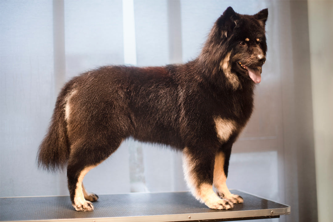 BAD & PÄLSUTREDNING | Endast 979 kr! - Zoogiganten