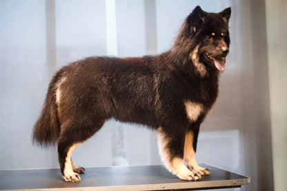 BAD & PÄLSUTREDNING | Endast 979 kr! - Zoogiganten