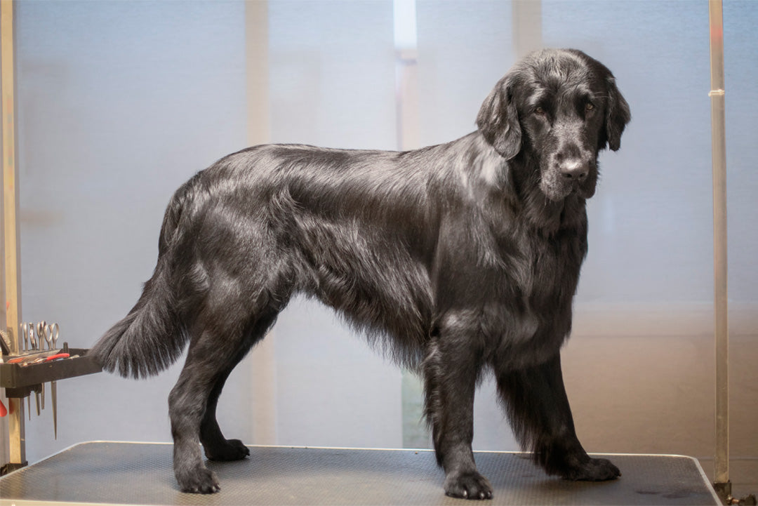 BAD & PÄLSUTREDNING | Endast 979 kr! - Zoogiganten