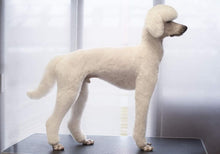 PUDEL - KLIPPNING AV NOS, TASSAR, SVANSROT & KLOR | Endast 449 kr! - Zoogiganten