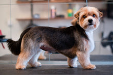 TERRIERKLIPPNING | Endast 1259 kr! - Zoogiganten