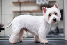 TERRIERKLIPPNING | Endast 1259 kr! - Zoogiganten