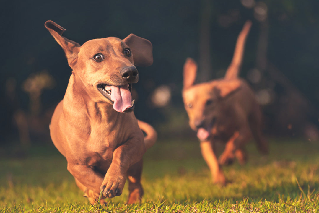 UNGHUNDSKURS | Endast 2100 kr! - Zoogiganten