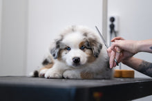 KLO & TASSKLIPPNING | Endast 219 kr! - Zoogiganten