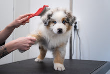 KLIPPNING AV ANSIKTE, TASS, BAK & KLOR | Endast 359 kr! - Zoogiganten