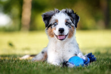 VALPKURS FORTSÄTTNING | Endast 1800 kr! - Zoogiganten