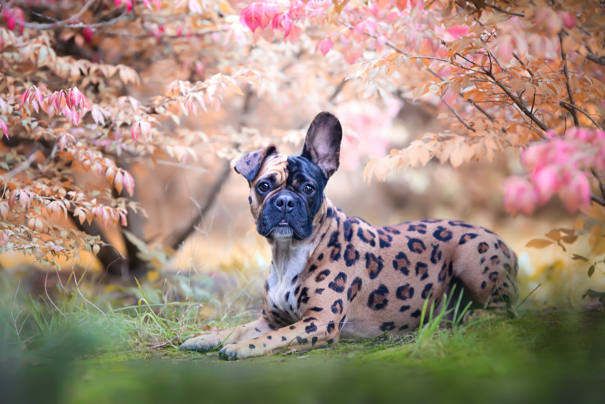 HUND - FÄRGNING | Endast 199 kr! - Zoogiganten