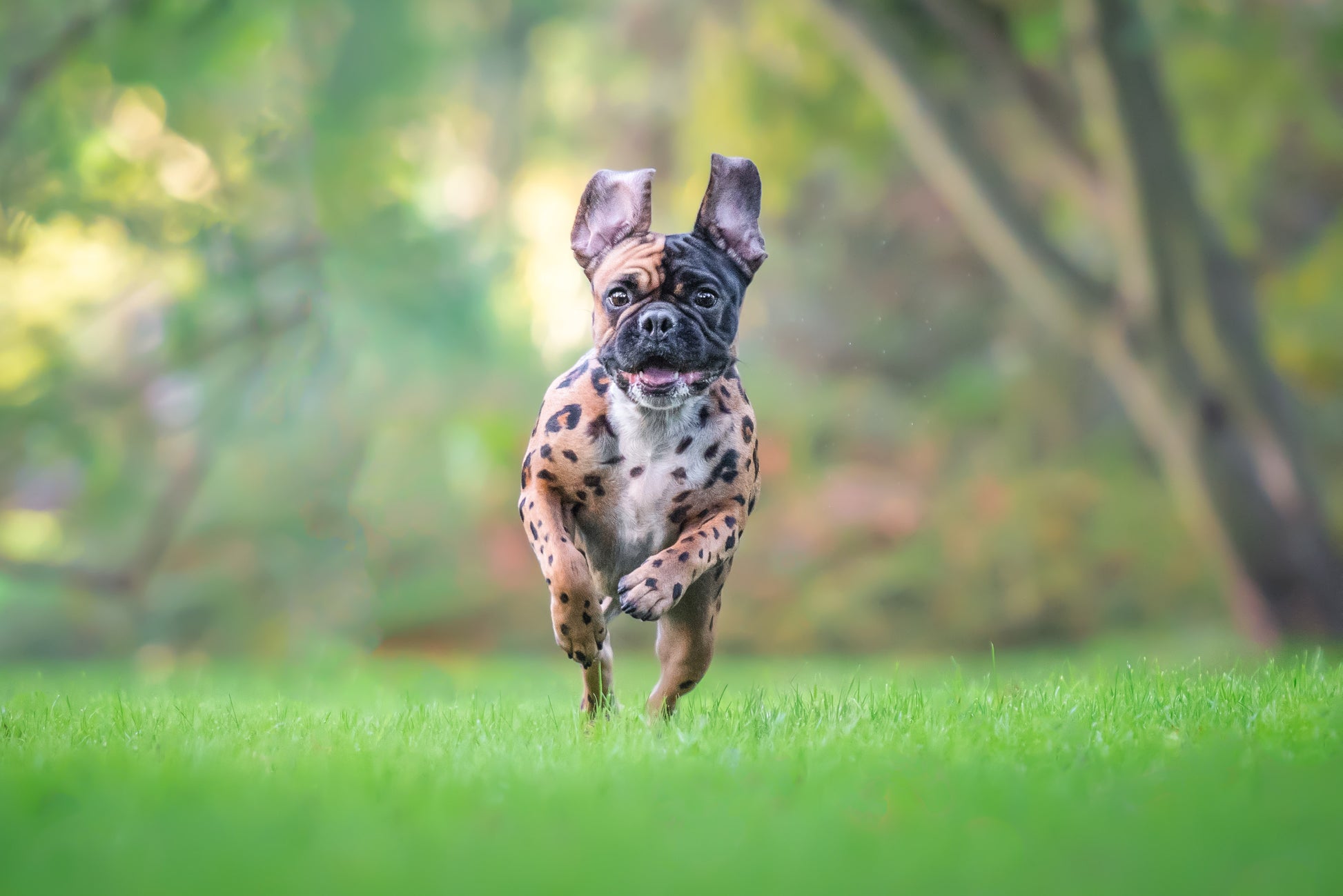 HUND - FÄRGNING | Endast 199 kr! - Zoogiganten